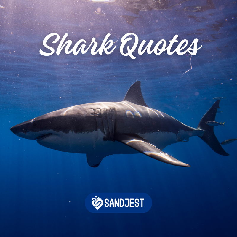 Discover a collection of powerful shark quotes to inspire and motivate you.