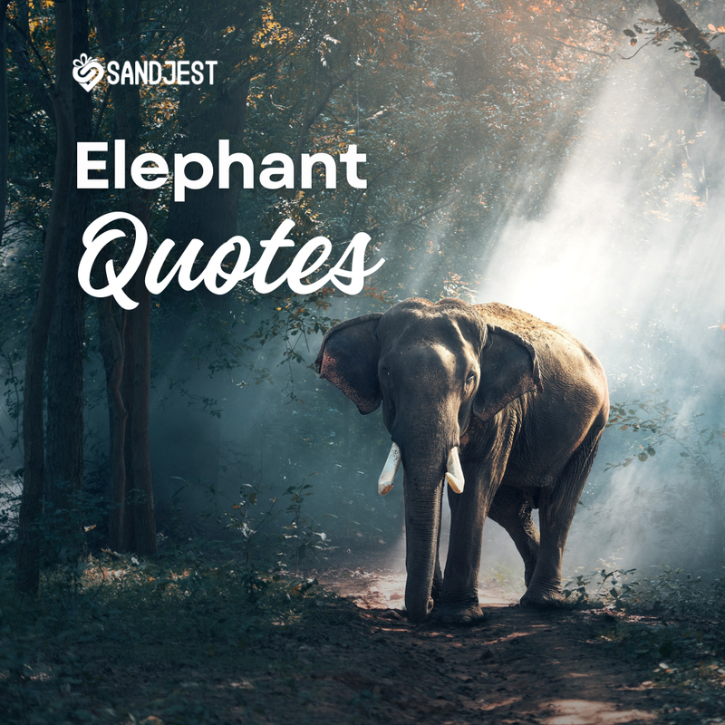 Explore a collection of profound and inspirational elephant quotes