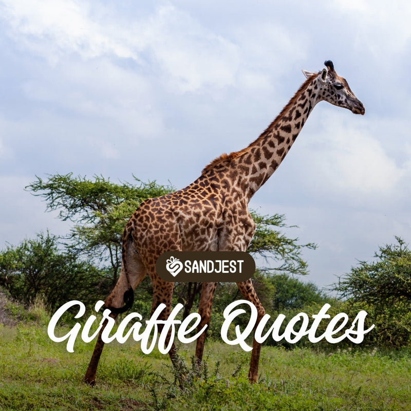Explore our collection of heartwarming giraffe quotes in this article.