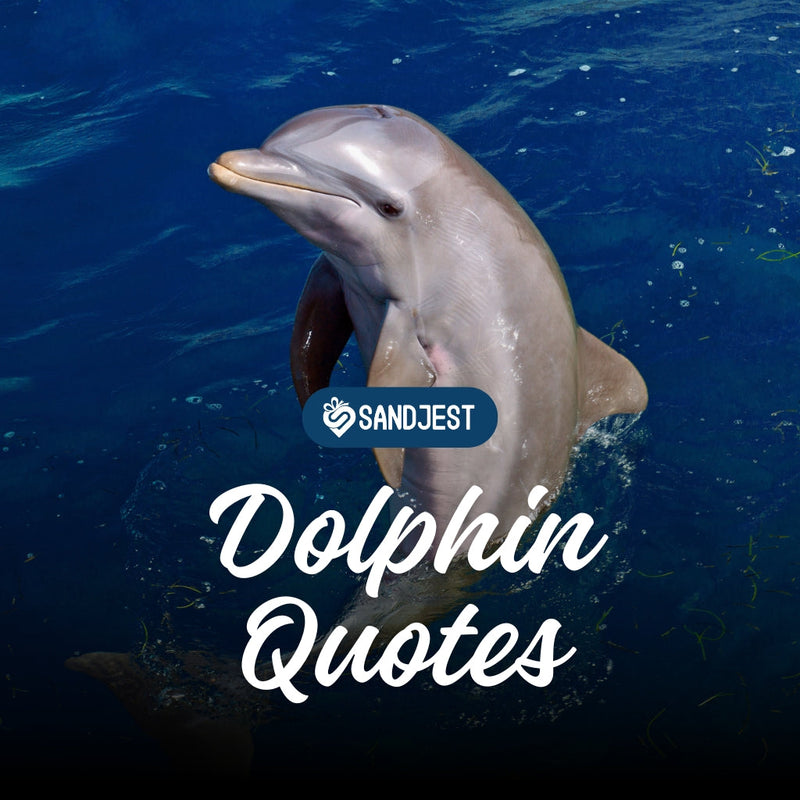 Uncover the beauty of dolphin wisdom with our curated collection of quotes. 