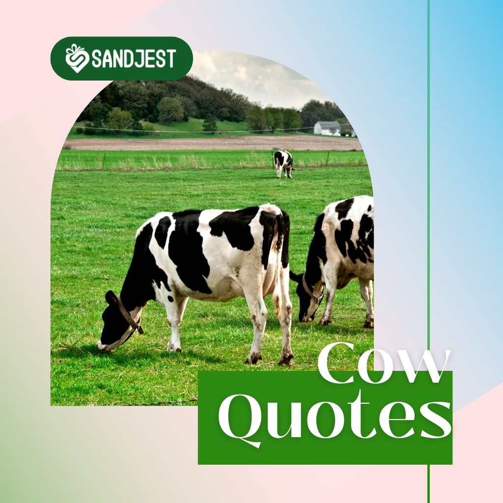 Discover inspiring cow quotes that bring joy and wisdom that are perfect for any occasion.