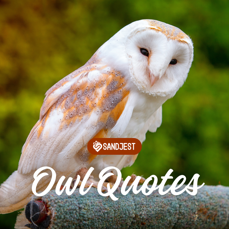 140+ Best Owl Quotes for Wisdom and Insight - Personalized Gift Sandjest