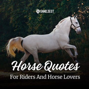Explore our collection of inspiring horse quotes that capture the beauty, strength, and powerful bond between humans and horses.