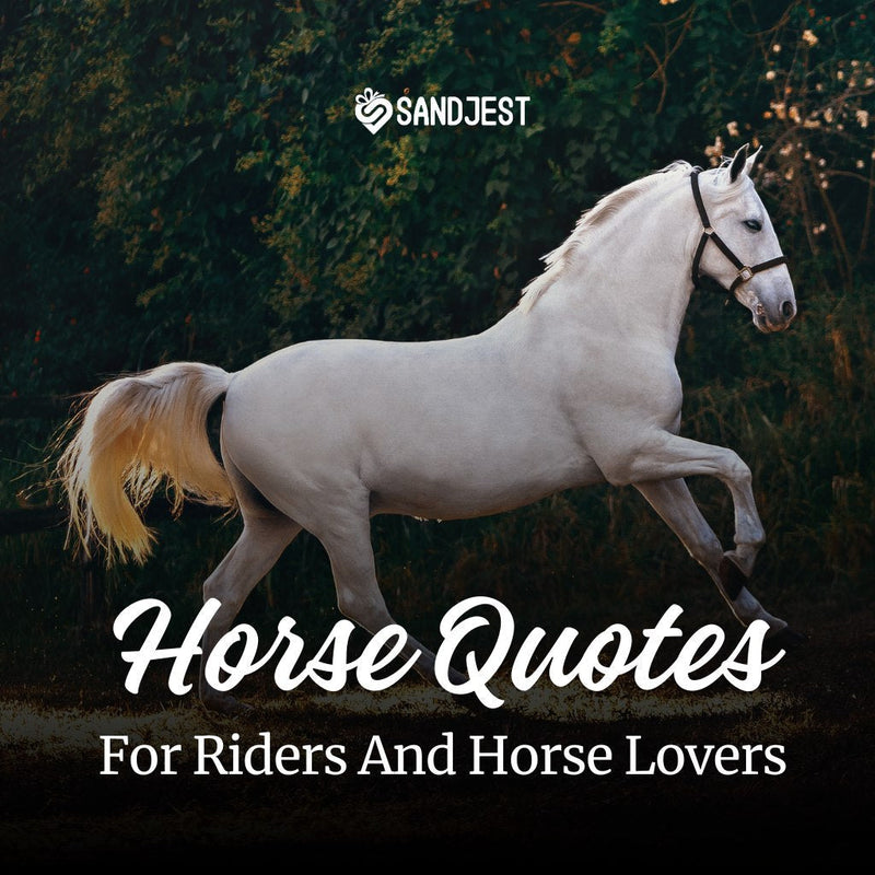 Explore our collection of inspiring horse quotes that capture the beauty, strength, and powerful bond between humans and horses.