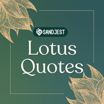 White lotus quotes capture the elegance of a lotus flower with quote inspirations.