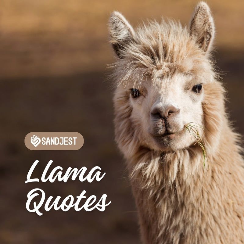 Discover the best llama quotes that will warm your heart. 