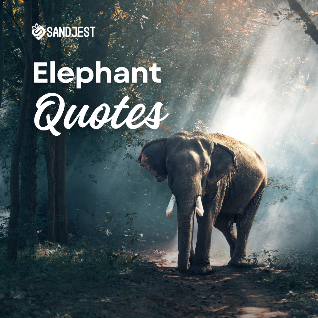 Explore a collection of profound and inspirational elephant quotes  