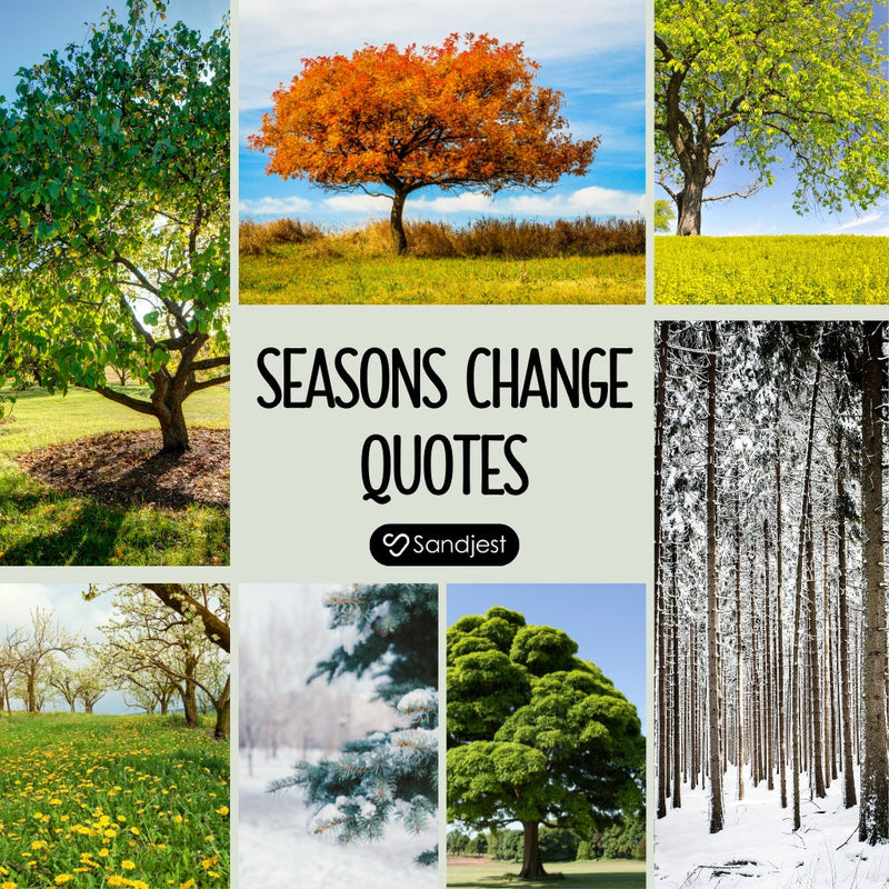 Reflect on life’s gentle shifts with inspiring seasons change quotes that bring clarity.