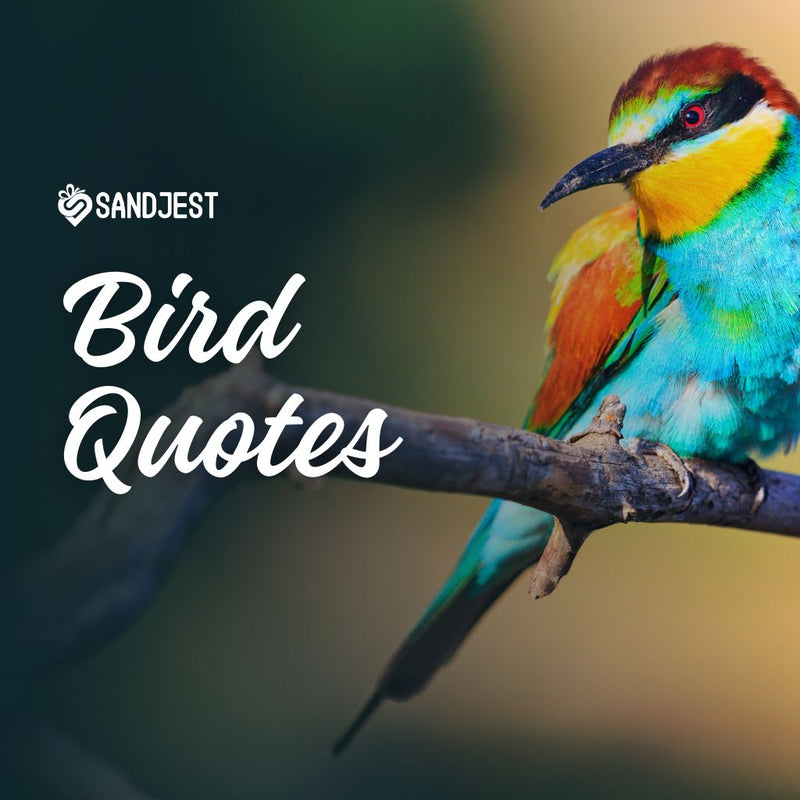 Explore a collection of heartfelt bird quotes that offer comfort and inspiration.