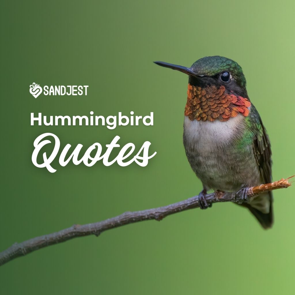 Explore a collection of inspiring quotes on hummingbirds that bring joy to you.