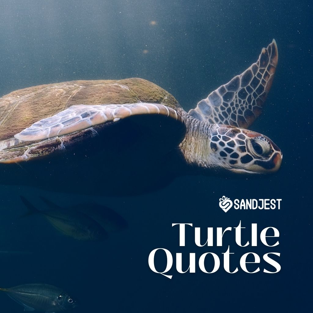 Find inspiration and mindfulness in our collection of thoughtful turtle quotes