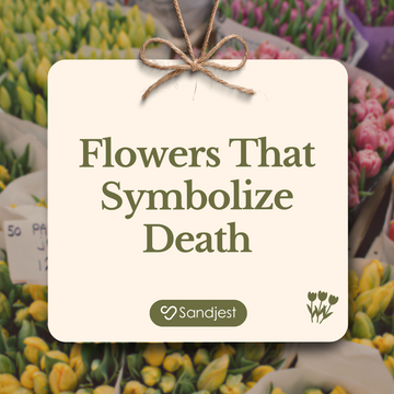 30+ Exploring Flowers That Symbolize Death and Remembrance