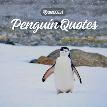Cute Penguin Quotes to Brighten Your Day