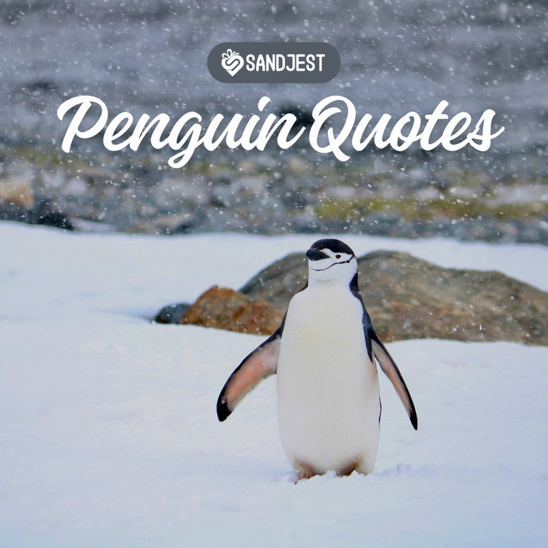 180+ Penguin Quotes to Brighten Your Day