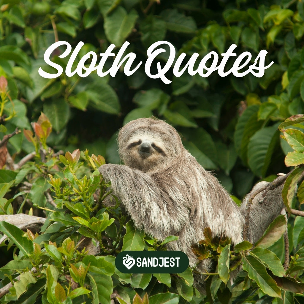 100+ Sloth Quotes to Make You Laugh and Embrace Your Lazy Side
