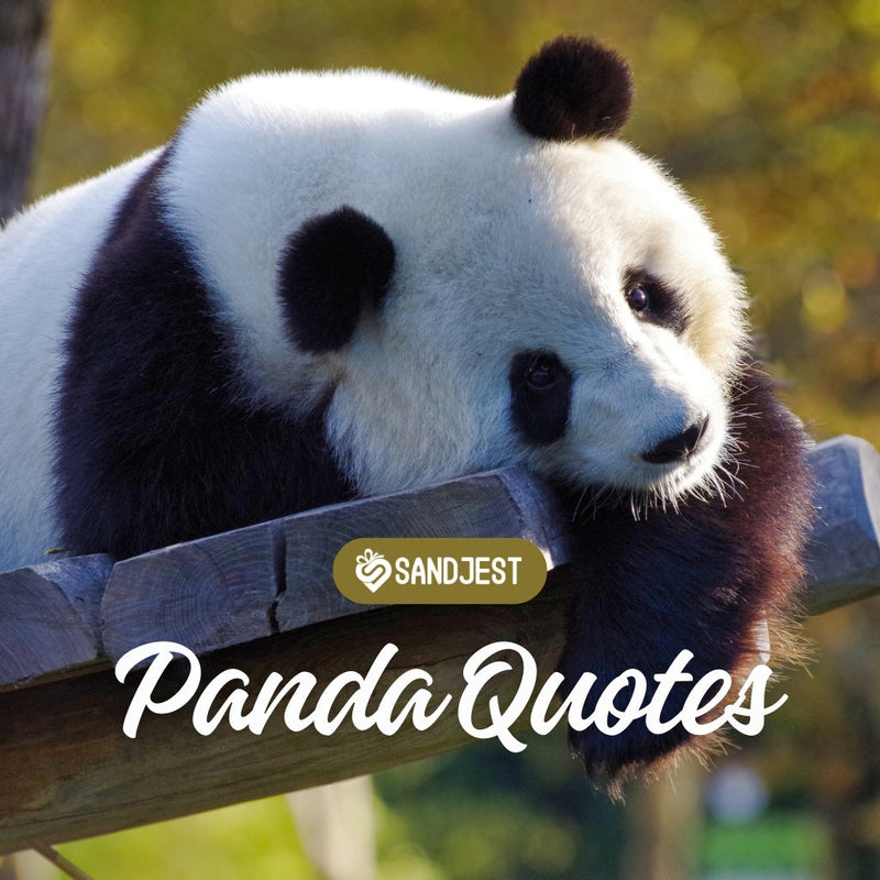 Explore our collection of cute and inspiring panda quotes.