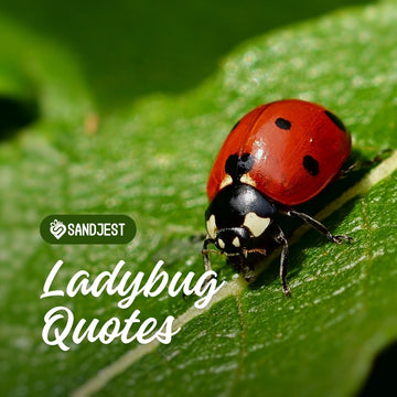 Ladybug Quotes for Luck and Inspiration
