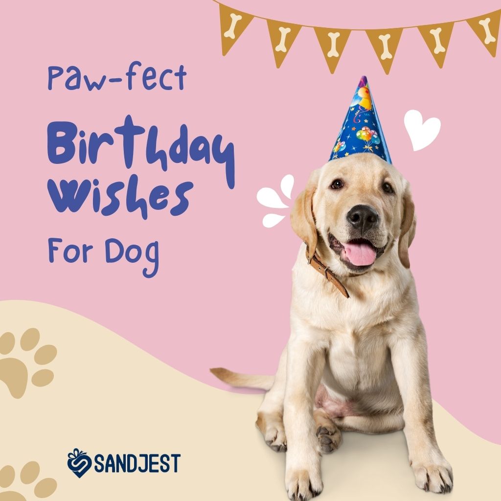 Cheerful dog wearing a party hat with Sandjest's birthday message promotion.