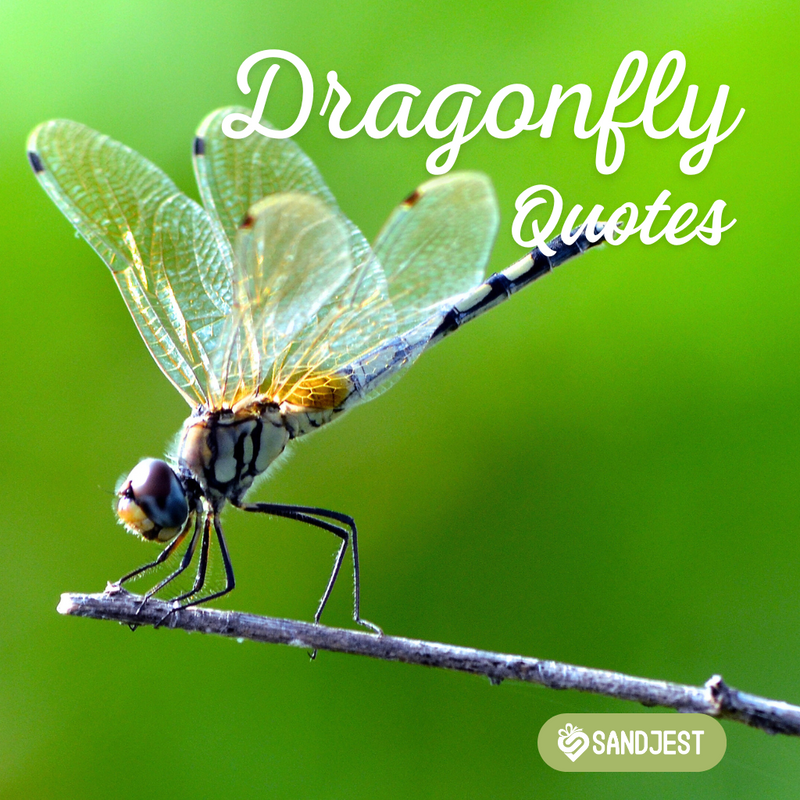 Explore beautiful and inspiring dragonfly quotes and sayings that capture the essence of these enchanting creatures.