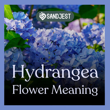 The meaning of the hydrangea flower traces back to its Greek roots, symbolizing water, read on for more.