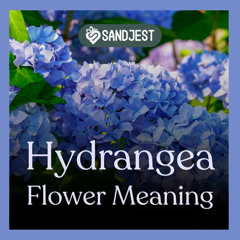 The meaning of the hydrangea flower traces back to its Greek roots, symbolizing water, read on for more.